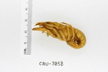 Media type: image;   Invertebrate Zoology CRU-3858 Description: Preserved specimen.;
